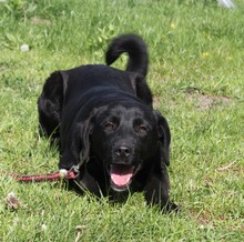 BLACKY, Hund, Mischlingshund in Warder - Bild 6