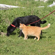 BLACKY, Hund, Mischlingshund in Warder - Bild 7