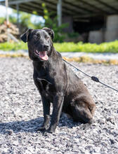 HILDE, Hund, Mischlingshund in Warder - Bild 1