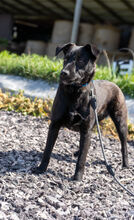 HILDE, Hund, Mischlingshund in Warder - Bild 2