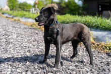 HILDE, Hund, Mischlingshund in Warder - Bild 3