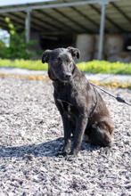 HILDE, Hund, Mischlingshund in Warder - Bild 4