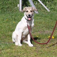 NATASCHA, Hund, Mischlingshund in Warder