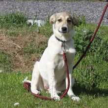 NATASCHA, Hund, Mischlingshund in Warder - Bild 2