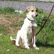 NATASCHA, Hund, Mischlingshund in Warder - Bild 3