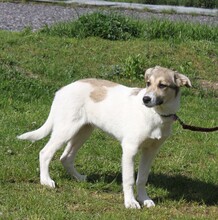 NATASCHA, Hund, Mischlingshund in Warder - Bild 4