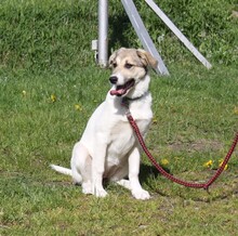 NATASCHA, Hund, Mischlingshund in Warder - Bild 5