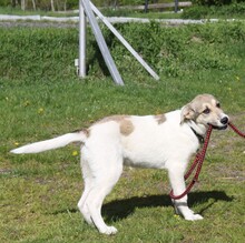 NATASCHA, Hund, Mischlingshund in Warder - Bild 6