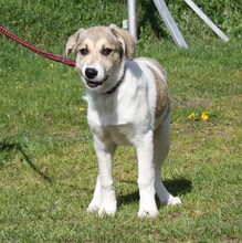 NATASCHA, Hund, Mischlingshund in Warder - Bild 7