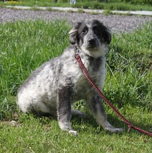 MALIK, Hund, Mischlingshund in Warder