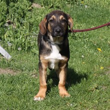 HOLLY, Hund, Mischlingshund in Warder