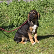 HOLLY, Hund, Mischlingshund in Warder - Bild 2