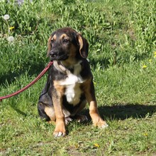 HOLLY, Hund, Mischlingshund in Warder - Bild 3