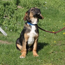 HOLLY, Hund, Mischlingshund in Warder - Bild 5