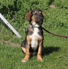 HOLLY, Hund, Mischlingshund in Warder - Bild 6