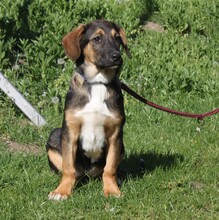 HOLLY, Hund, Mischlingshund in Warder - Bild 7