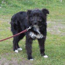 BLACKY, Hund, Mischlingshund in Warder