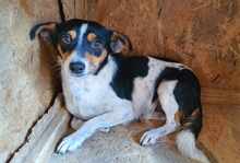 MILLIE, Hund, Mischlingshund in Rumänien - Bild 1