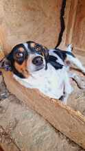 MILLIE, Hund, Mischlingshund in Rumänien - Bild 2