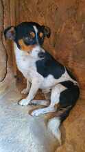 MILLIE, Hund, Mischlingshund in Rumänien - Bild 3