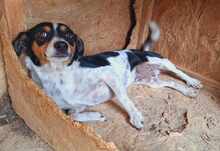 MILLIE, Hund, Mischlingshund in Rumänien - Bild 4