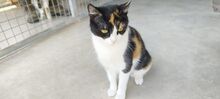 TRINA, Katze, Hauskatze in Spanien - Bild 1