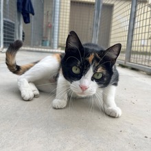 TRINA, Katze, Hauskatze in Spanien - Bild 16