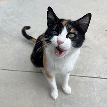 TRINA, Katze, Hauskatze in Spanien - Bild 17