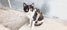 TRINA, Katze, Hauskatze in Spanien - Bild 2