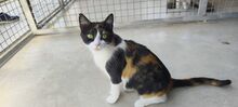 TRINA, Katze, Hauskatze in Spanien - Bild 3