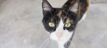 TRINA, Katze, Hauskatze in Spanien - Bild 4