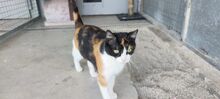 TRINA, Katze, Hauskatze in Spanien - Bild 5