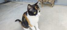 TRINA, Katze, Hauskatze in Spanien - Bild 6
