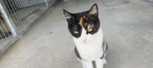 TRINA, Katze, Hauskatze in Spanien - Bild 7