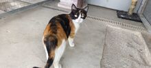 TRINA, Katze, Hauskatze in Spanien - Bild 8