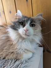 LYNXY, Katze, Europäisch Kurzhaar in Zypern - Bild 1