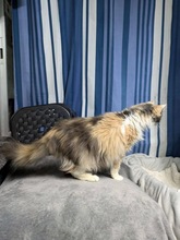 LYNXY, Katze, Europäisch Kurzhaar in Zypern - Bild 2