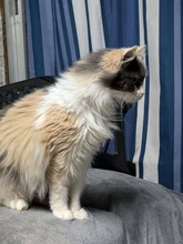 LYNXY, Katze, Europäisch Kurzhaar in Zypern - Bild 4
