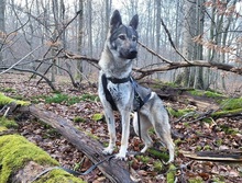 LUNAV44, Hund, Deutscher Schäferhund-Mix in Salzgitter - Bild 10