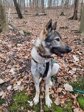 LUNAV44, Hund, Deutscher Schäferhund-Mix in Salzgitter - Bild 11