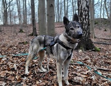 LUNAV44, Hund, Deutscher Schäferhund-Mix in Salzgitter - Bild 2