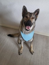 LUNAV44, Hund, Deutscher Schäferhund-Mix in Salzgitter - Bild 3