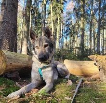 LUNAV44, Hund, Deutscher Schäferhund-Mix in Salzgitter - Bild 4