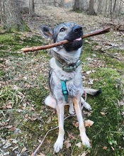 LUNAV44, Hund, Deutscher Schäferhund-Mix in Salzgitter - Bild 6