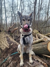 LUNAV44, Hund, Deutscher Schäferhund-Mix in Salzgitter - Bild 7