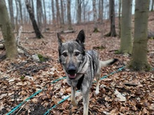 LUNAV44, Hund, Deutscher Schäferhund-Mix in Salzgitter - Bild 8