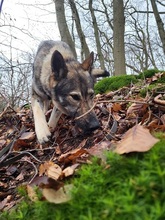 LUNAV44, Hund, Deutscher Schäferhund-Mix in Salzgitter - Bild 9