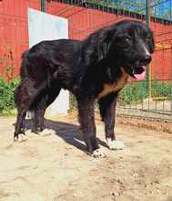 ESPERANZA, Hund, Mischlingshund in Rumänien - Bild 1