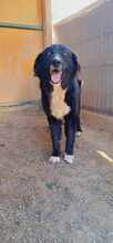 ESPERANZA, Hund, Mischlingshund in Rumänien - Bild 2
