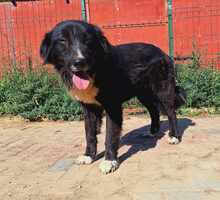 ESPERANZA, Hund, Mischlingshund in Rumänien - Bild 3